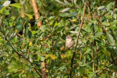 Yoldan geçen tek bir beyaz boğaz ötleğeni, Sylvia Communis İngiltere 'de bir tünekte.