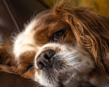 Kanepede oturan Blenheim Şövalyesi Kral Charles Spaniel 'in vesikalığı..