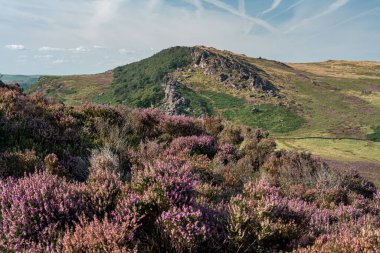 İngiltere 'nin Peak District Ulusal Parkı' ndaki Hen Cloud 'dan Staffordshire, The Roaches' taki mor fundanın panoramik görüntüsü..