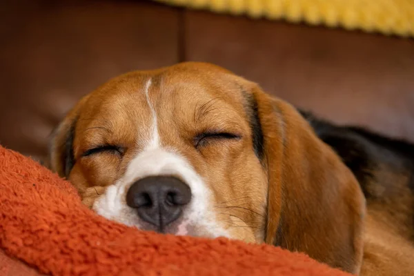 Ev ortamında tek bir üç renkli Beagle..