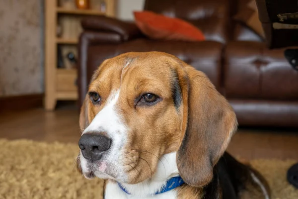 Ein Einziger Dreifarbiger Beagle Heimischen Innenbereich — Stockfoto