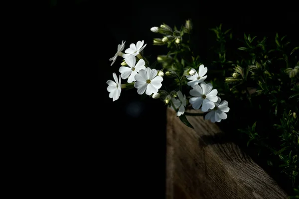 Çiçek Açmış Parlak Küçük Beyaz Çiçekler Sığ Bir Tarla Derinliği — Stok fotoğraf