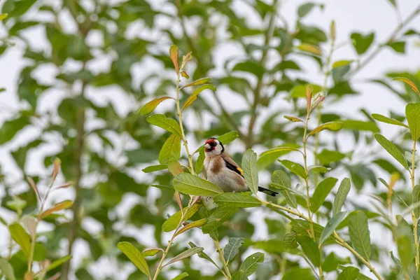 Único Goldfinch Europeu Carduelis Carduelis Numa Árvore Com Fundo Claro — Fotografia de Stock