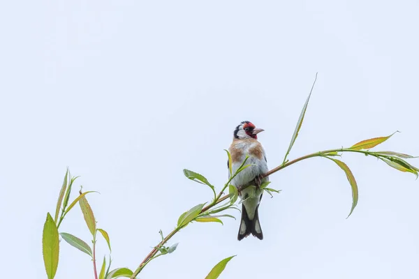 Único Jilguero Europeo Carduelis Carduelis Árbol Sobre Fondo Claro Reino —  Fotos de Stock