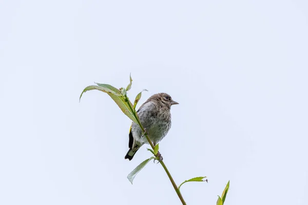 Único Goldfinch Europeu Juvenil Carduelis Carduelis Uma Árvore Contra Fundo — Fotografia de Stock