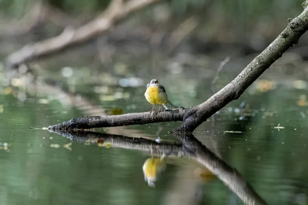 Una Coleta Gris Motacilla Cinerea Una Rama Árbol Agua Con —  Fotos de Stock