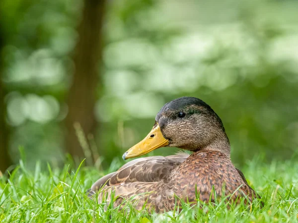 Pato Mallard Fêmea Dabbling Anas Platyrhynchos Com Uma Cabeça Closeup — Fotografia de Stock