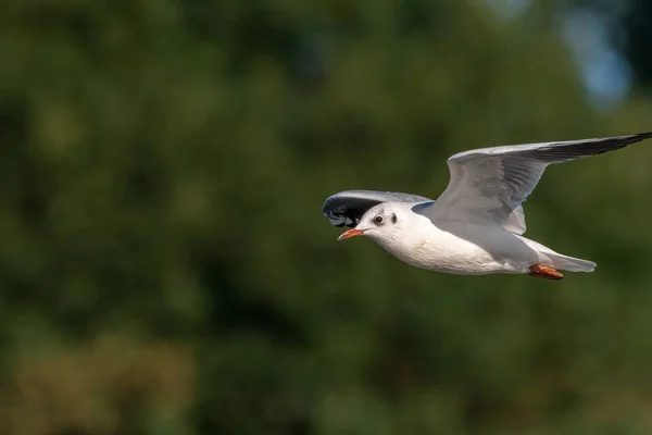 Gaivotas Cabeça Negra Não Reprodutores Adultos Black Headed Gulls Com — Fotografia de Stock