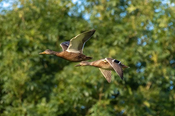 Two Flying Female Mallard Ducks Anas Platyrhynchos Flight Lake — Stock Photo, Image