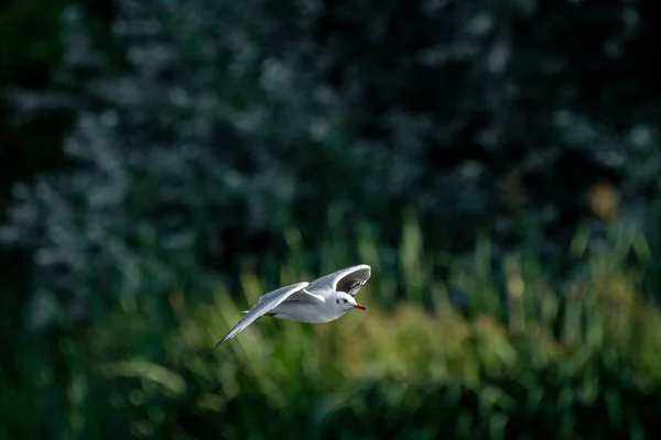 黑头鸥在飞行 没有繁殖力的成年黑头鸥 有冬季羽毛 — 图库照片