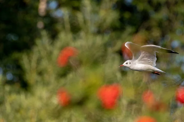 Gaivotas Cabeça Negra Voo Não Reprodutores Adultos Black Headed Gulls — Fotografia de Stock