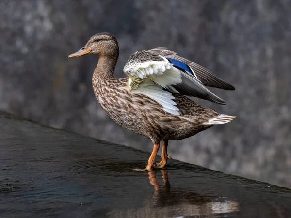 Pato Mallard Fêmea Dabbling Anas Platyrhynchos Com Close Posando Perfil — Fotografia de Stock