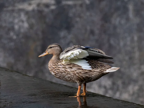 Female Mallard Dabbling Duck Anas Platyrhynchos Closeup Posing Profile Bokeh — Stock Photo, Image