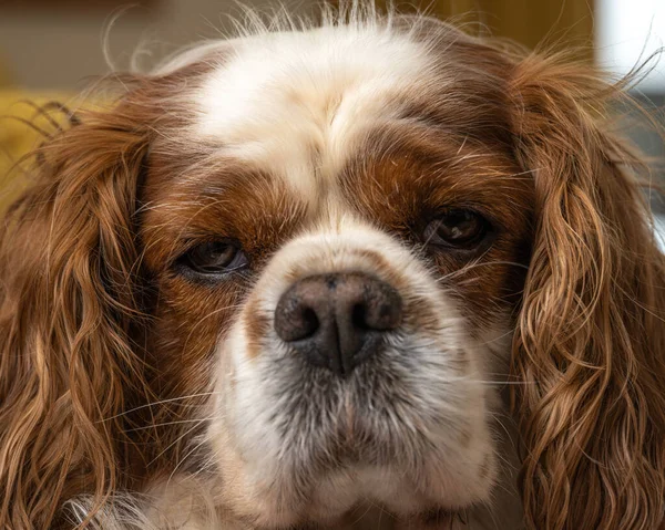Kanepede oturan Blenheim Şövalyesi Kral Charles Spaniel 'in vesikalığı..