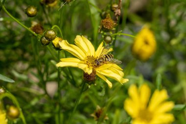 Apis Mellifera, yaz aylarında sarı bir bahçe çiçeğinden polen toplar..