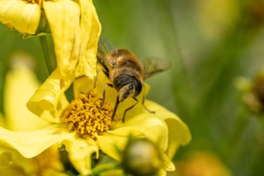 Apis Mellifera, yaz aylarında sarı bir bahçe çiçeğinden polen toplar..