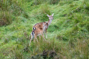 Avrupalı Adam Deep, Dama dama doğal bir ormanlık alanda otluyor..