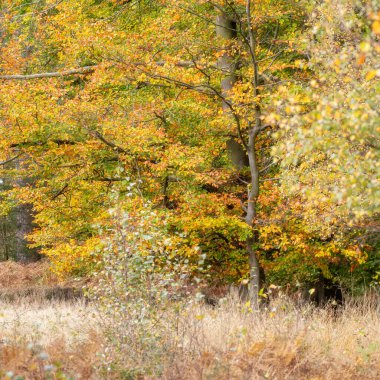 Birches Valley 'de altın sonbahar ağacı ve yaprak renkleri, Staffordshire, İngiltere' de Cannock Chase.