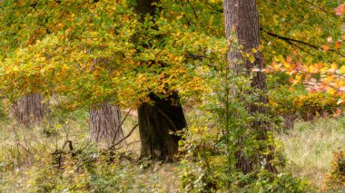 Birches Valley 'de altın sonbahar ağacı ve yaprak renkleri, Staffordshire, İngiltere' de Cannock Chase.