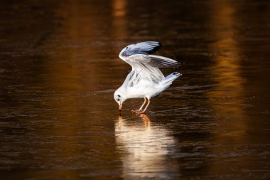 Kış boyunca donmuş bir gölette siyah başlı martılar. Üremeyen yetişkin Siyah Kafalı Martılar ve kış tüyleri.