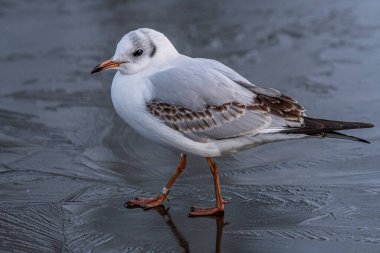 Kış boyunca donmuş bir gölette siyah başlı martılar. Üremeyen yetişkin Siyah Kafalı Martılar ve kış tüyleri.