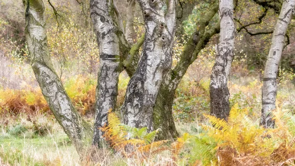 Birches Valley 'de altın sonbahar ağacı ve yaprak renkleri, Staffordshire, İngiltere' de Cannock Chase.