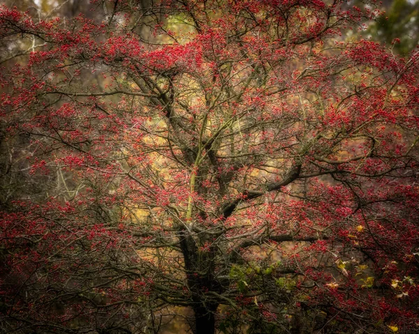 Vibrante Outono Queda Vermelho Bagas Uma Árvore Birches Valley Cannock — Fotografia de Stock
