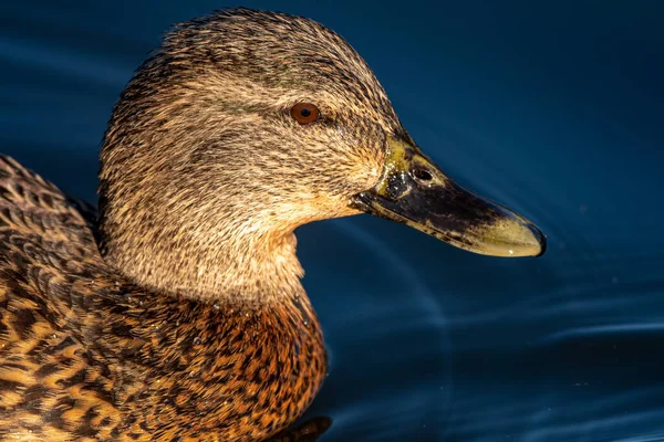 Female Mallard Dabbling Duck Anas Platyrhynchos Closeup Sunlit Head Profile — Stock Photo, Image