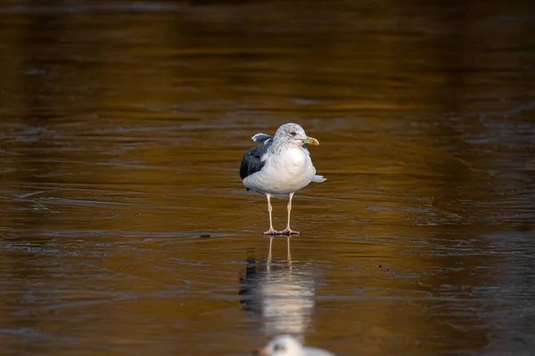 Adulto Herring Gull Larus Argentatus Uma Lagoa Congelada Durante Inverno — Fotografia de Stock