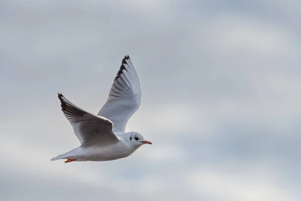 Gabbiani Dalla Testa Nera Uno Stagno Ghiacciato Durante Inverno Gabbiani — Foto Stock