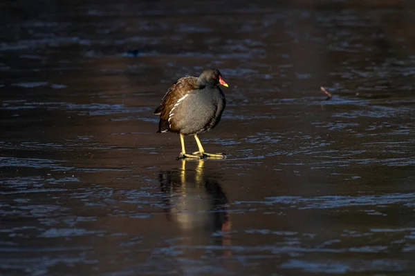 Adult Moorhen Gallinula Chloropus Frozen Lake Winter Reflections — Stock Photo, Image