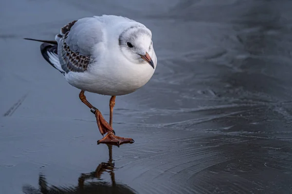 Goélands Tête Noire Sur Étang Gelé Hiver Mouettes Tête Noire — Photo