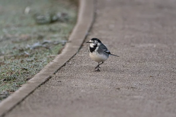 Adult Pied Wagtail Motacilla Alba Yarrellii Prados Congelados Durante Inverno — Fotografia de Stock