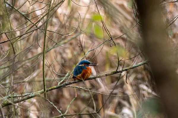 Wspólny Kingfisher Alcedo Tym Znany Również Jako Eurazjatycki Wędkarz Lub — Zdjęcie stockowe