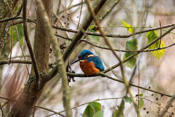 수있는 킹피셔 알케도 Alcedo Atthis 유라시아 물총새 Eurasian Kingfisher 나뭇가지에 — 스톡 사진