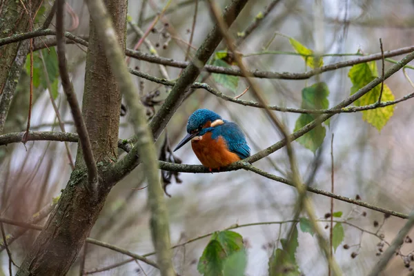 Een Gewone Ijsvogel Alcedo Ook Bekend Als Euraziatische Ijsvogel Rivier — Stockfoto