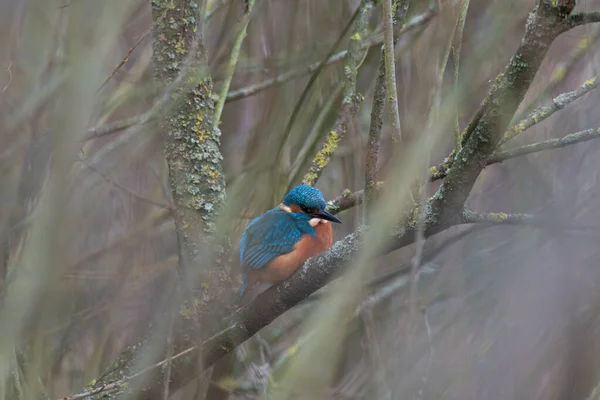 Martin Pêcheur Commun Alcedo Atthis Également Connu Sous Nom Martin — Photo