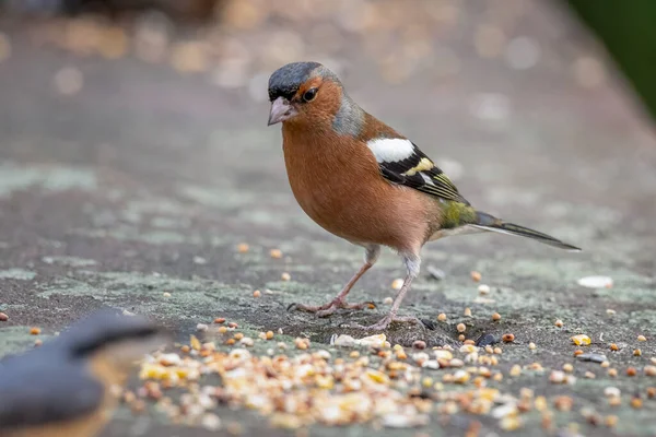 Jilguero Macho Jilguero Común Fringilla Alimentan Bosque Natural Durante Invierno — Foto de Stock