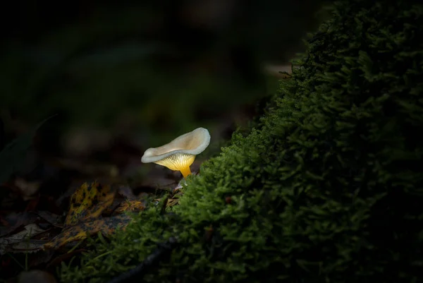 Fantasy Houby Zářící Temném Kouzelném Lese — Stock fotografie