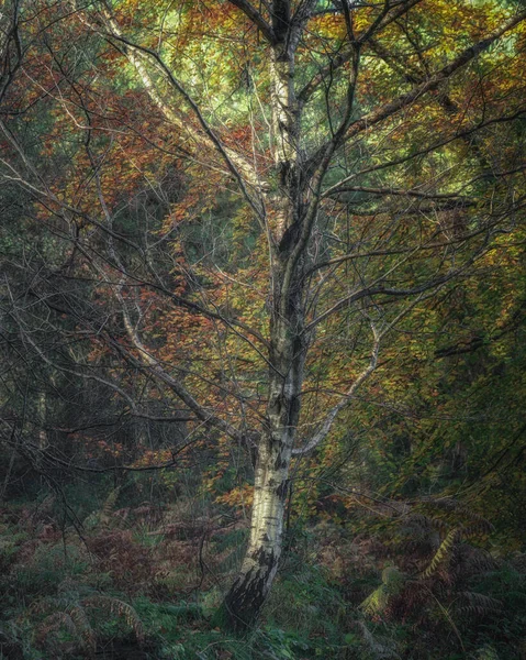 イギリス スタッフォードシャー州のCannock ChaseのBirches Valleyで黄金の秋の木と葉の色 — ストック写真