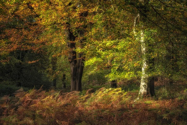 イギリス スタッフォードシャー州のCannock ChaseのBirches Valleyで黄金の秋の木と葉の色 — ストック写真