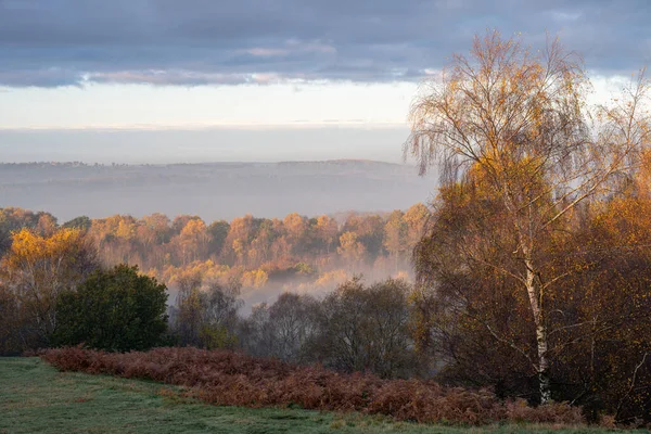 stock image Sunrise, and golden autumnal fall tree and leaf colours at the Downs Banks, Barlaston in Staffordshire, UK.