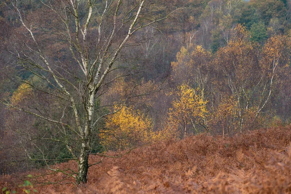 Sonnenaufgang Und Goldene Herbstfarben Den Downs Banks Barlaston Staffordshire Großbritannien — Stockfoto