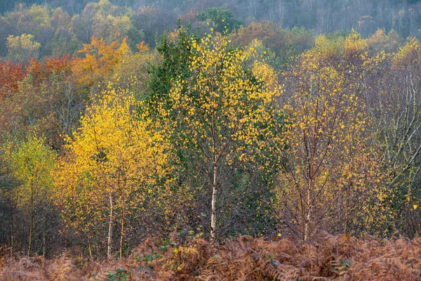 日の出 黄金の秋の秋の木と葉の色英国 スタッフォードシャー州のBarlaston — ストック写真
