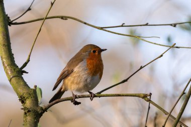 Avrupalı Robin Redgöğüs, Erithacus rubecula İngiltere 'de doğal bir ormanlık alanda..