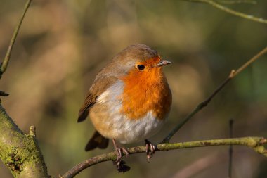 Avrupalı Robin Redgöğüs, Erithacus rubecula İngiltere 'de doğal bir ormanlık alanda..