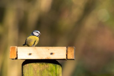 Eurasian Blue Tit, Cyanistes caeruleus against a natural woodland background during winter in the UK.