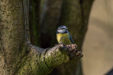 Eurasian Blue Tit, Cyanistes caeruleus against a natural woodland background during winter in the UK.