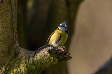 Eurasian Blue Tit, Cyanistes caeruleus against a natural woodland background during winter in the UK.