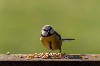 Eurasian Blue Tit eating nuts against a clear green background during winter in the UK.